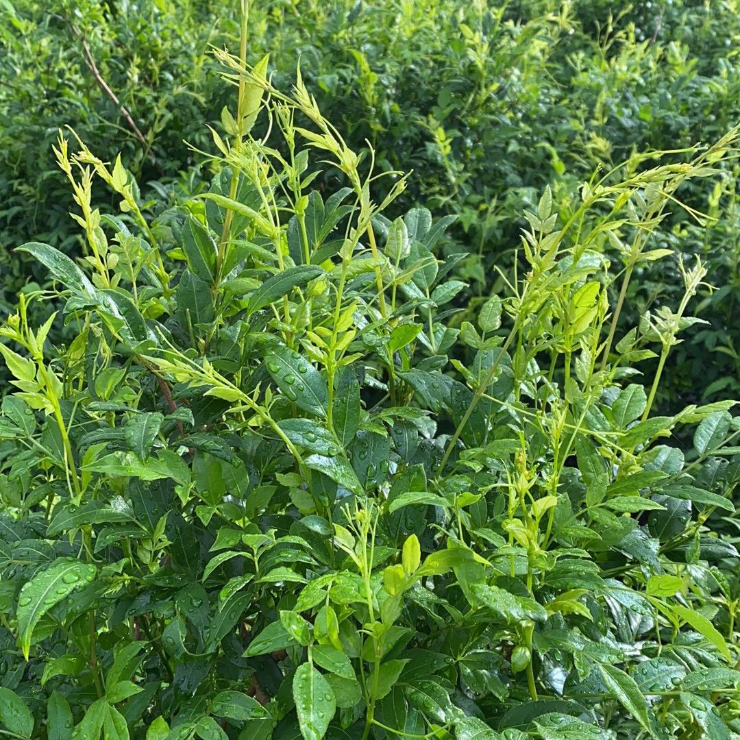 A  A藤茶莓茶批发零售