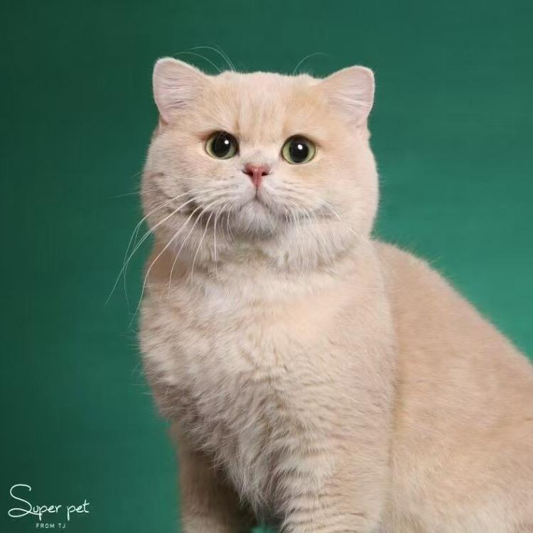 有米猫舍
