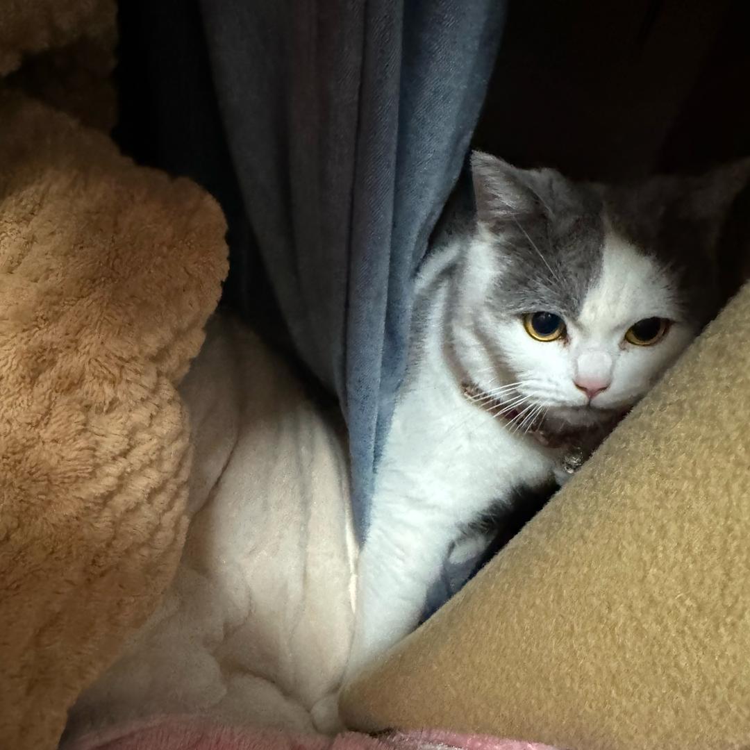 喵🐈喵