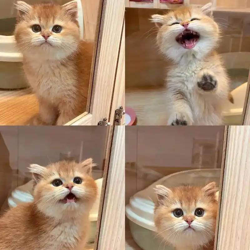 蓝金紫金猫咪工作室