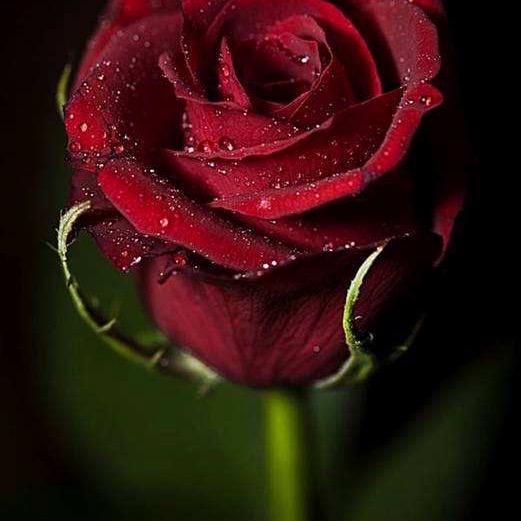 玫瑰🌹女王