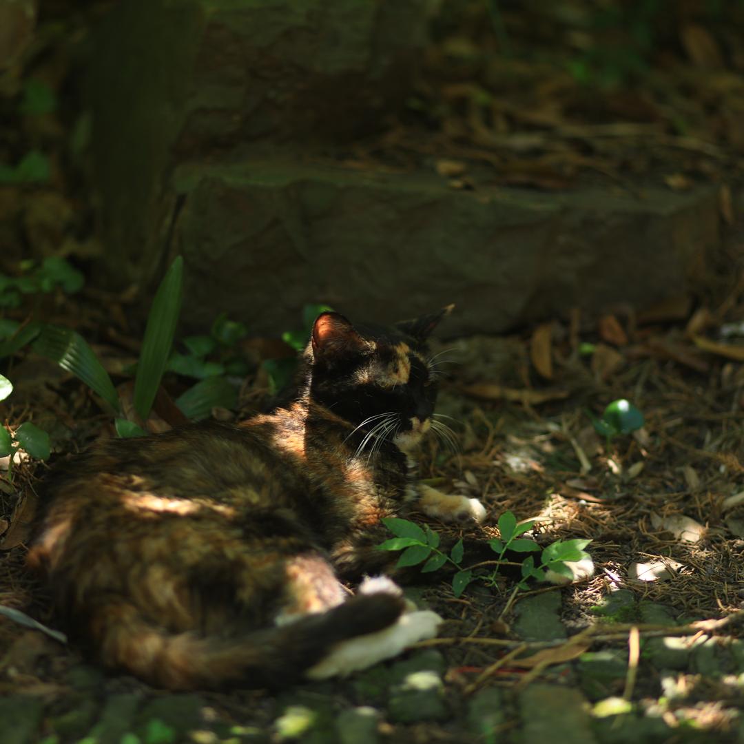 可可西里的冬天