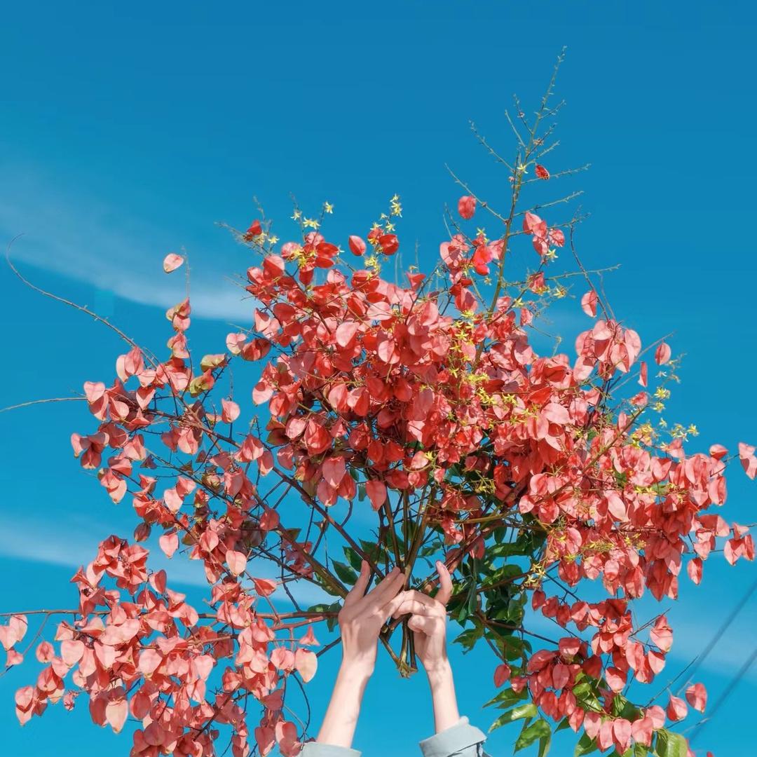 不吃香菜🌿