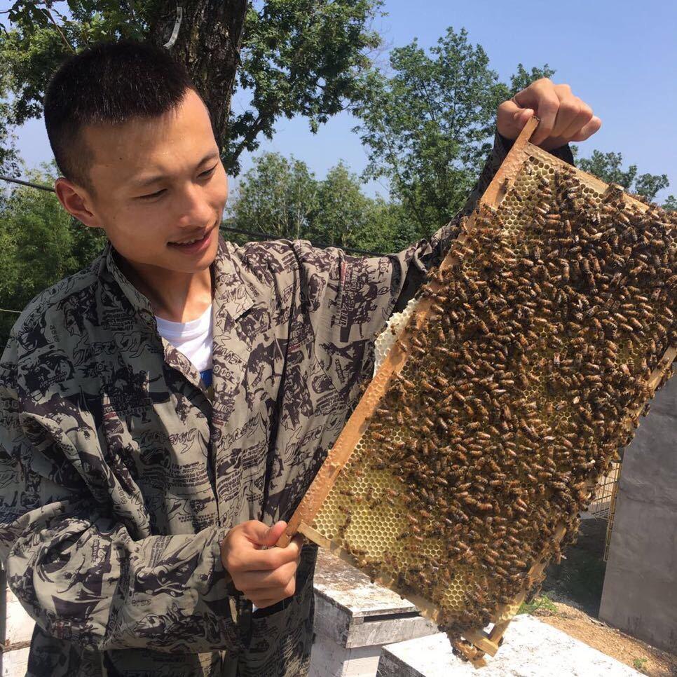 小张爱养蜂
