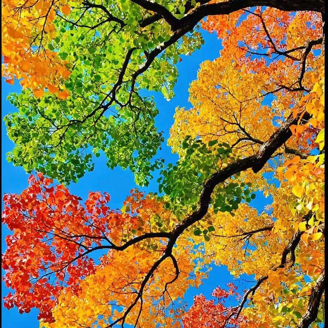 江南旅游管家囡囡(杭州梓程国际)