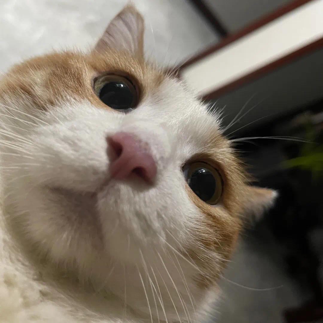 喝可乐买醉