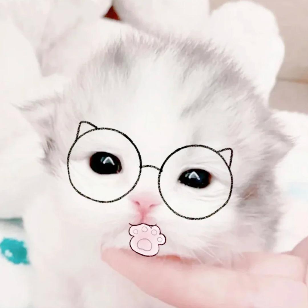 猫猫叫什么