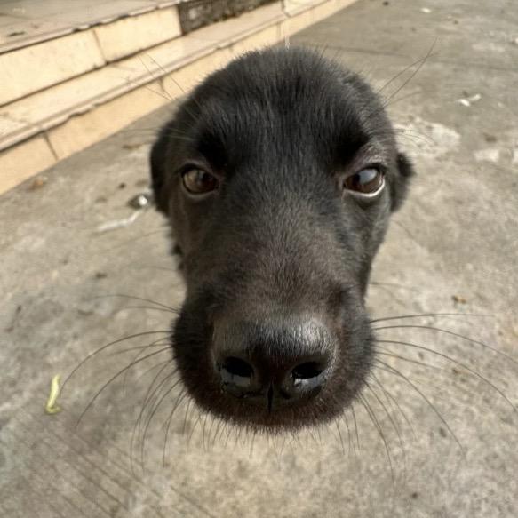 青青草原扛把子