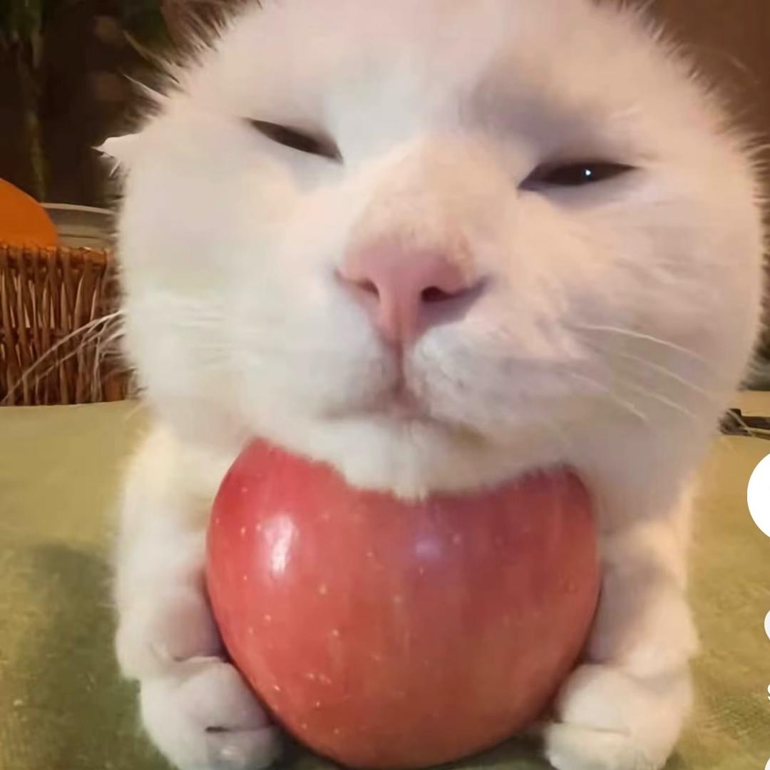 qQ星