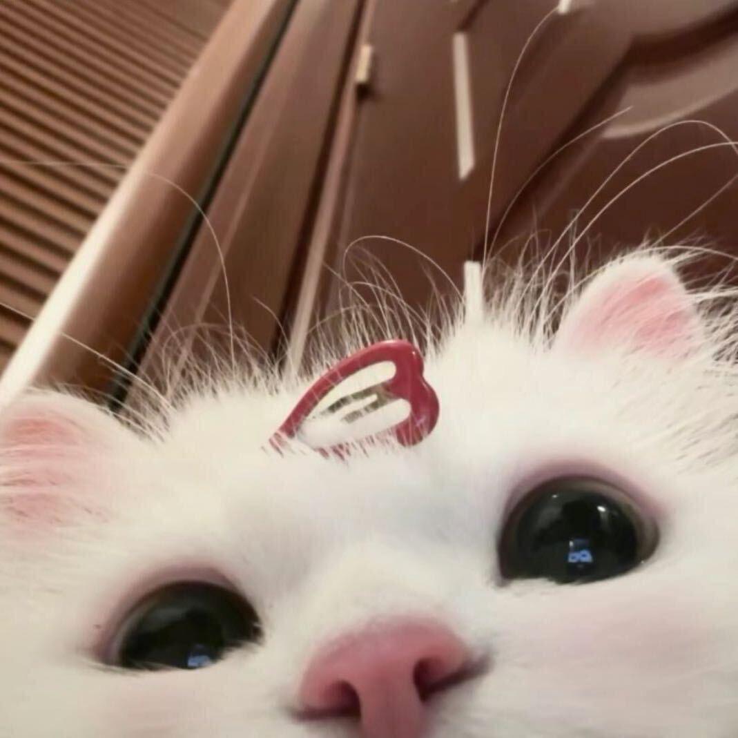 ㅤㅤㅤㅤㅤㅤ