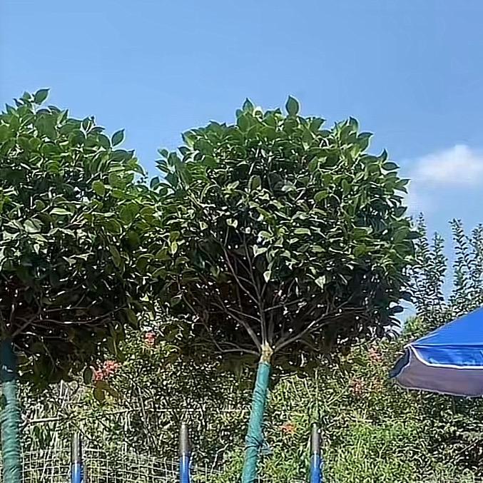 如意苗木园