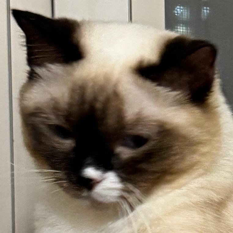 肥麦