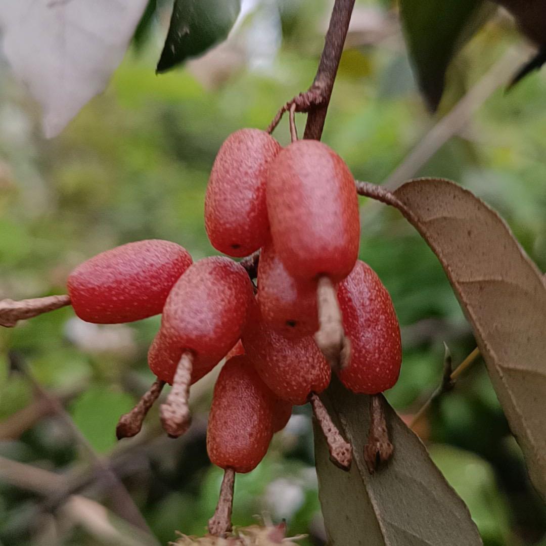 湘西阿娅园艺小铺