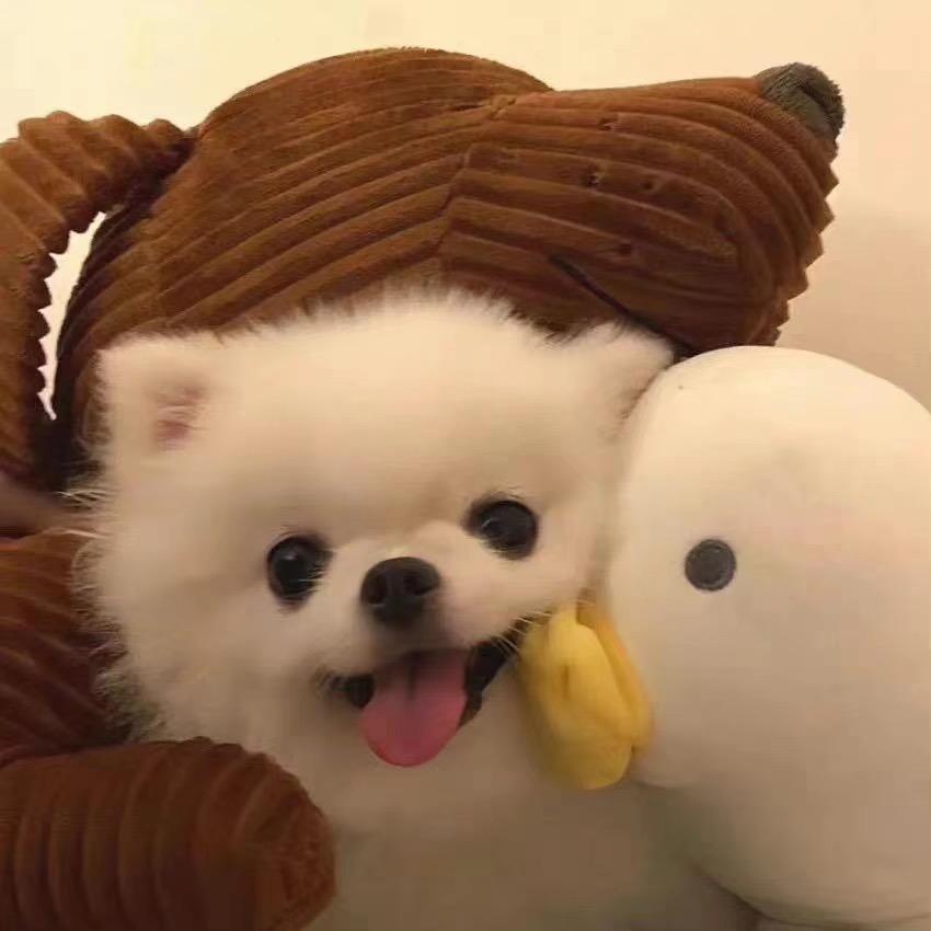 东瓜皮