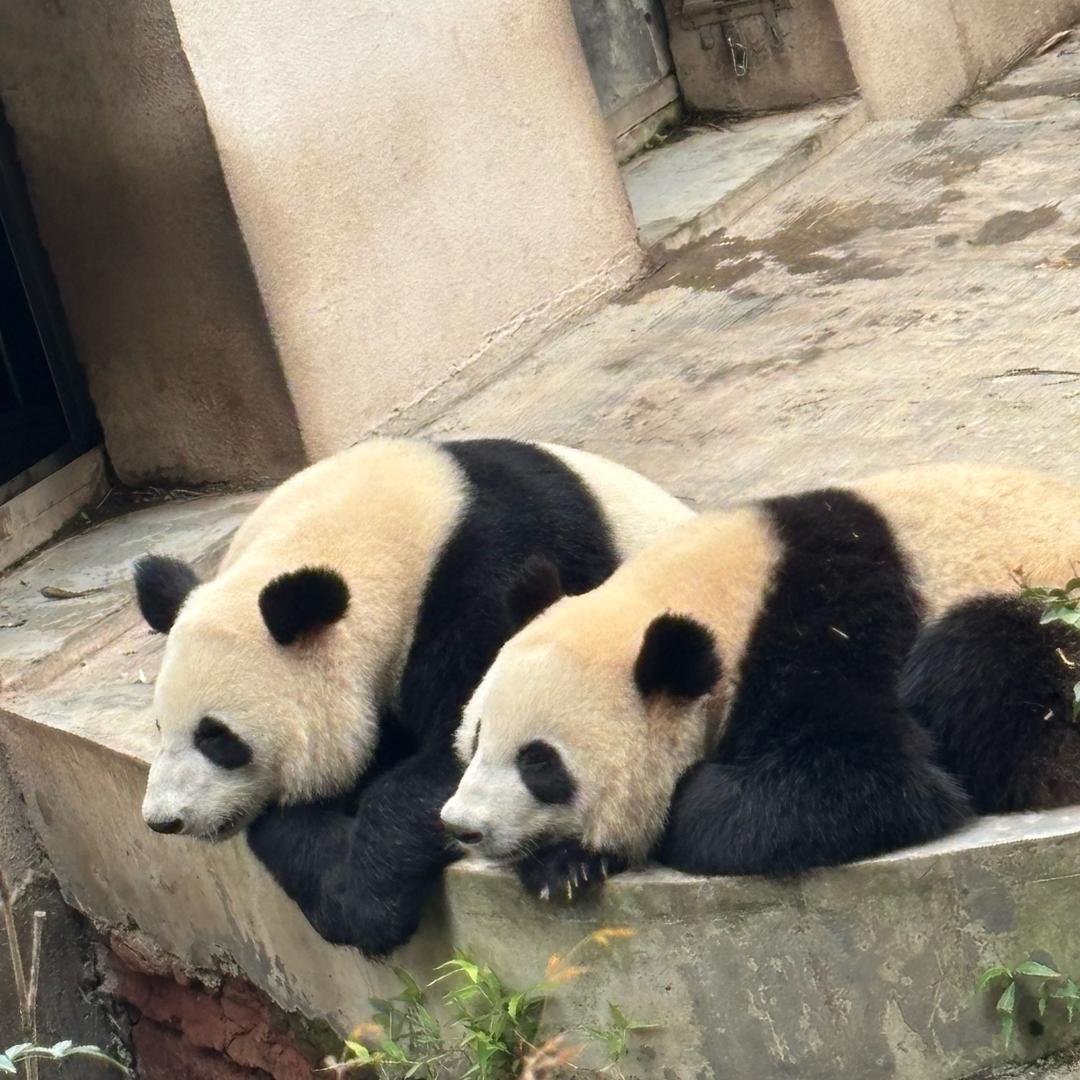 熊猫爱好者联盟