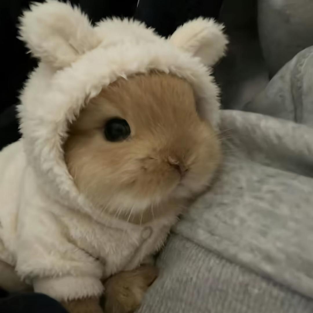 香蕉