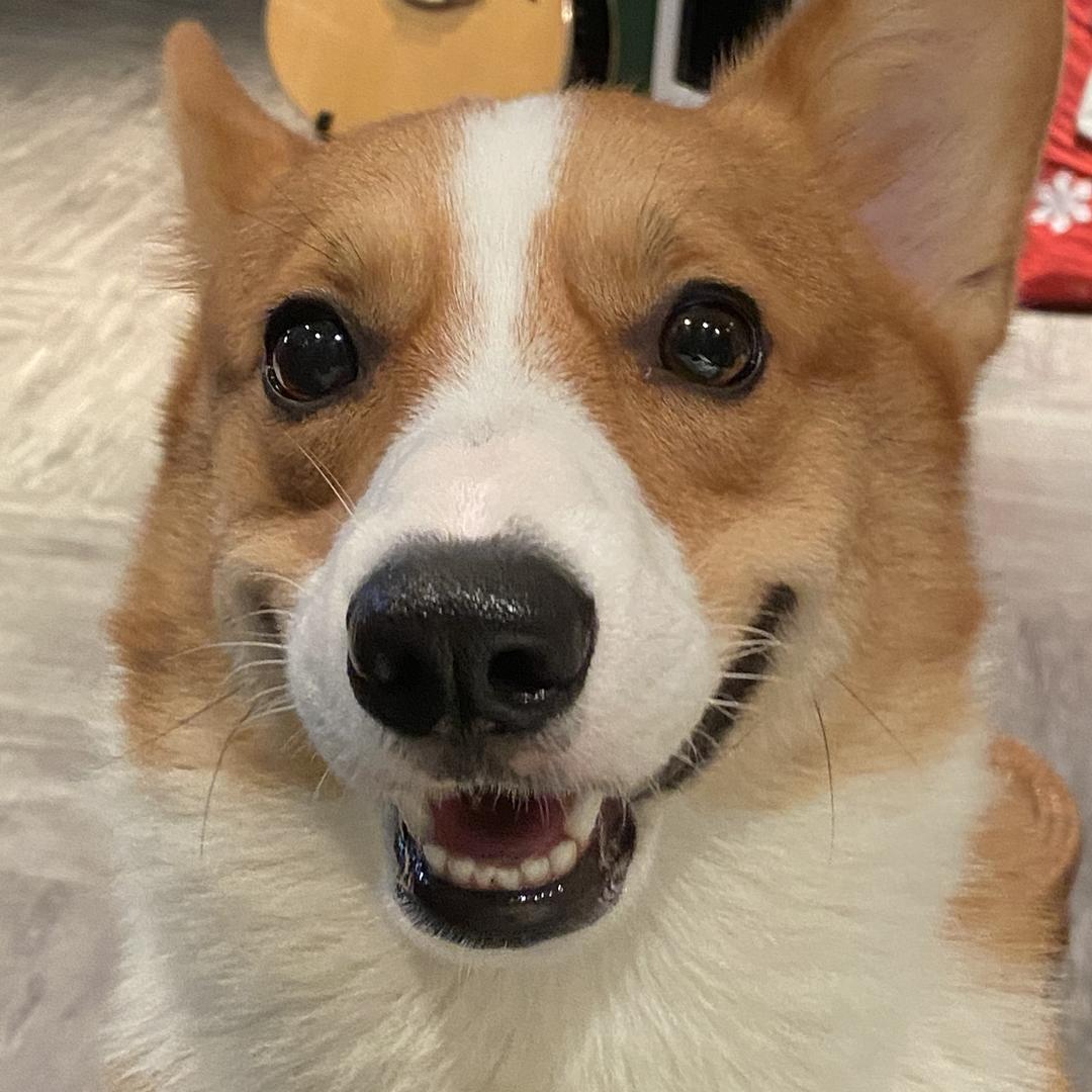 威士基的喵儿园