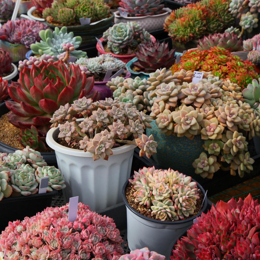 植得的多肉园艺