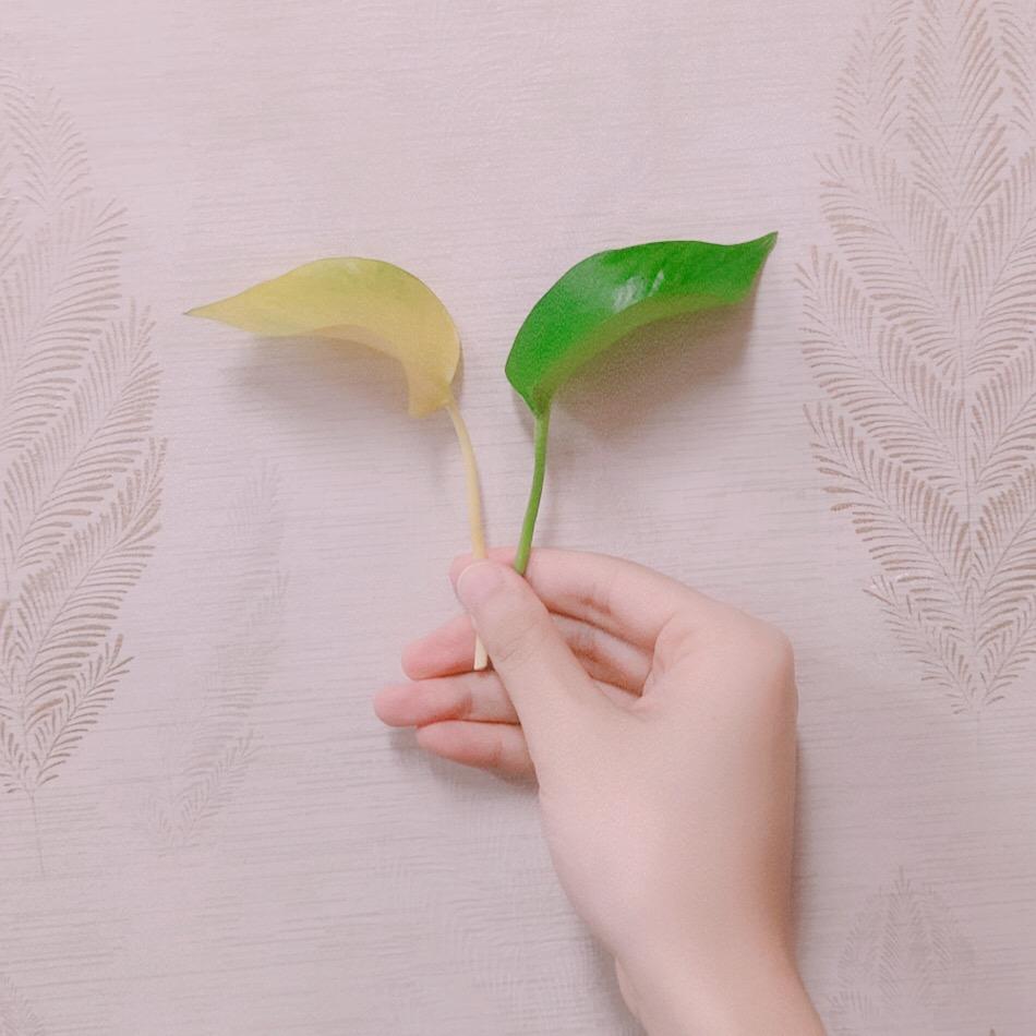 小橘的素材库