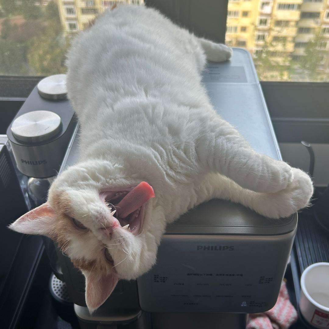 猫之狸