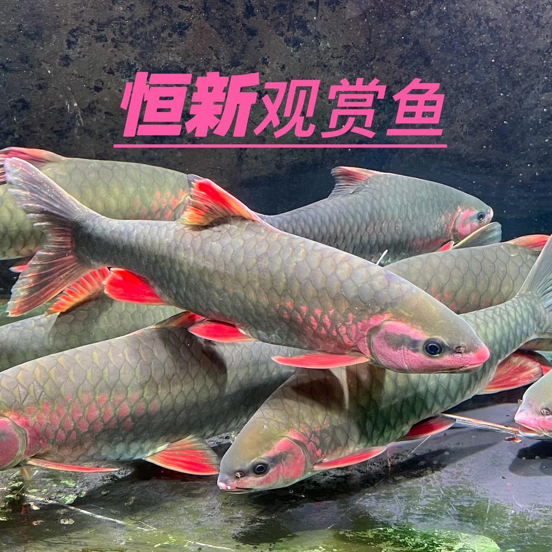 恒新观赏鱼