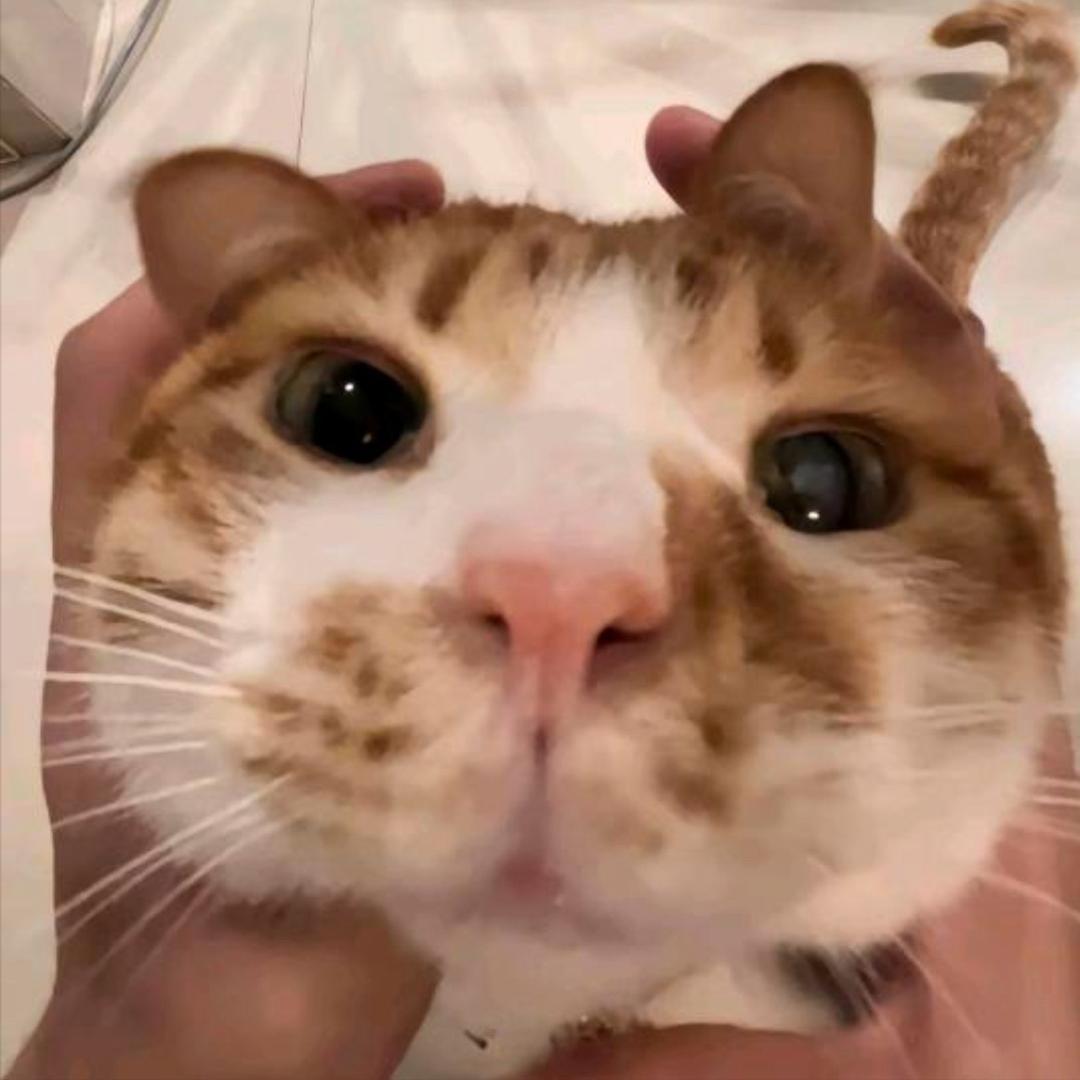 咪咪