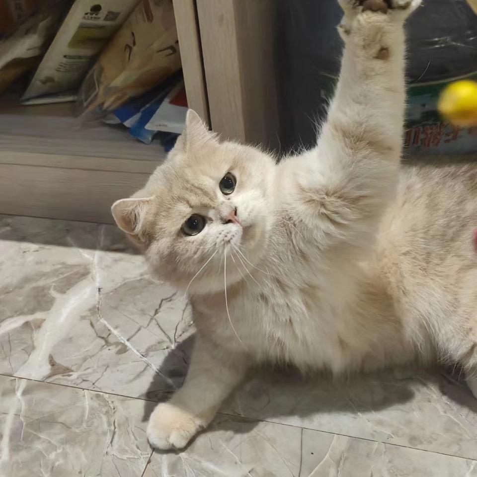 艾米崽子