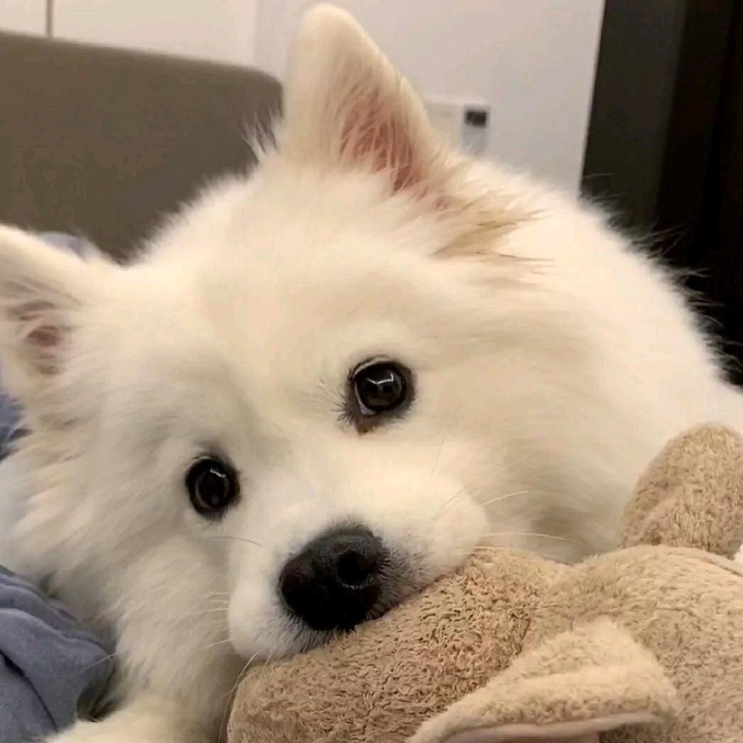 @大猪头（惊魂寻宝队）