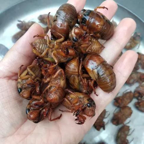生态农业富鑫金蝉2