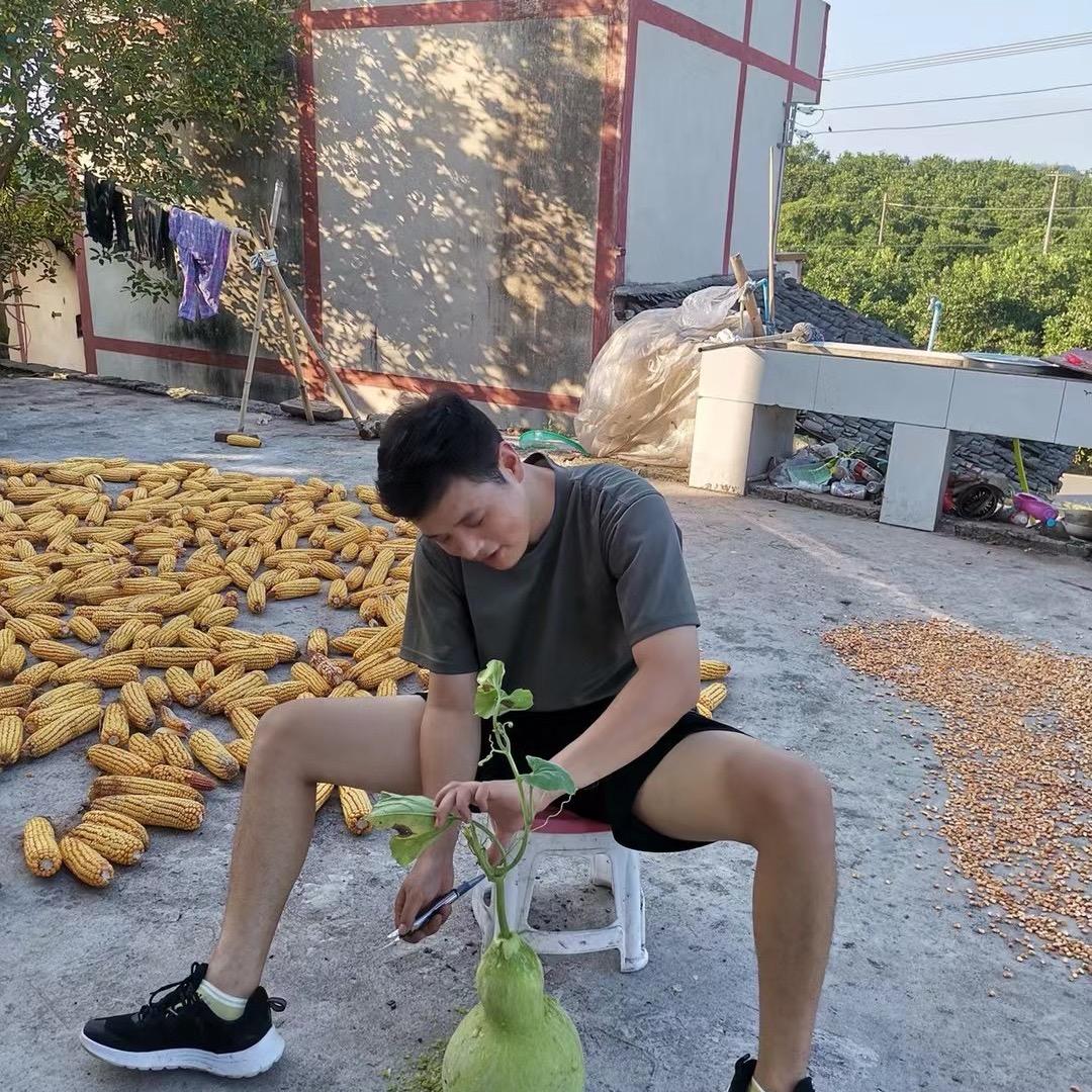 云南昭通小草坝天麻直发(小李哥)