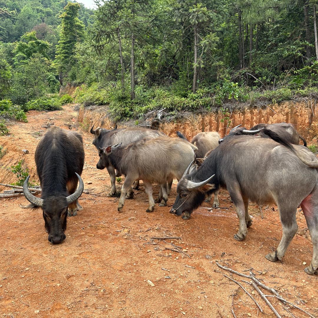哈皮🐃耶