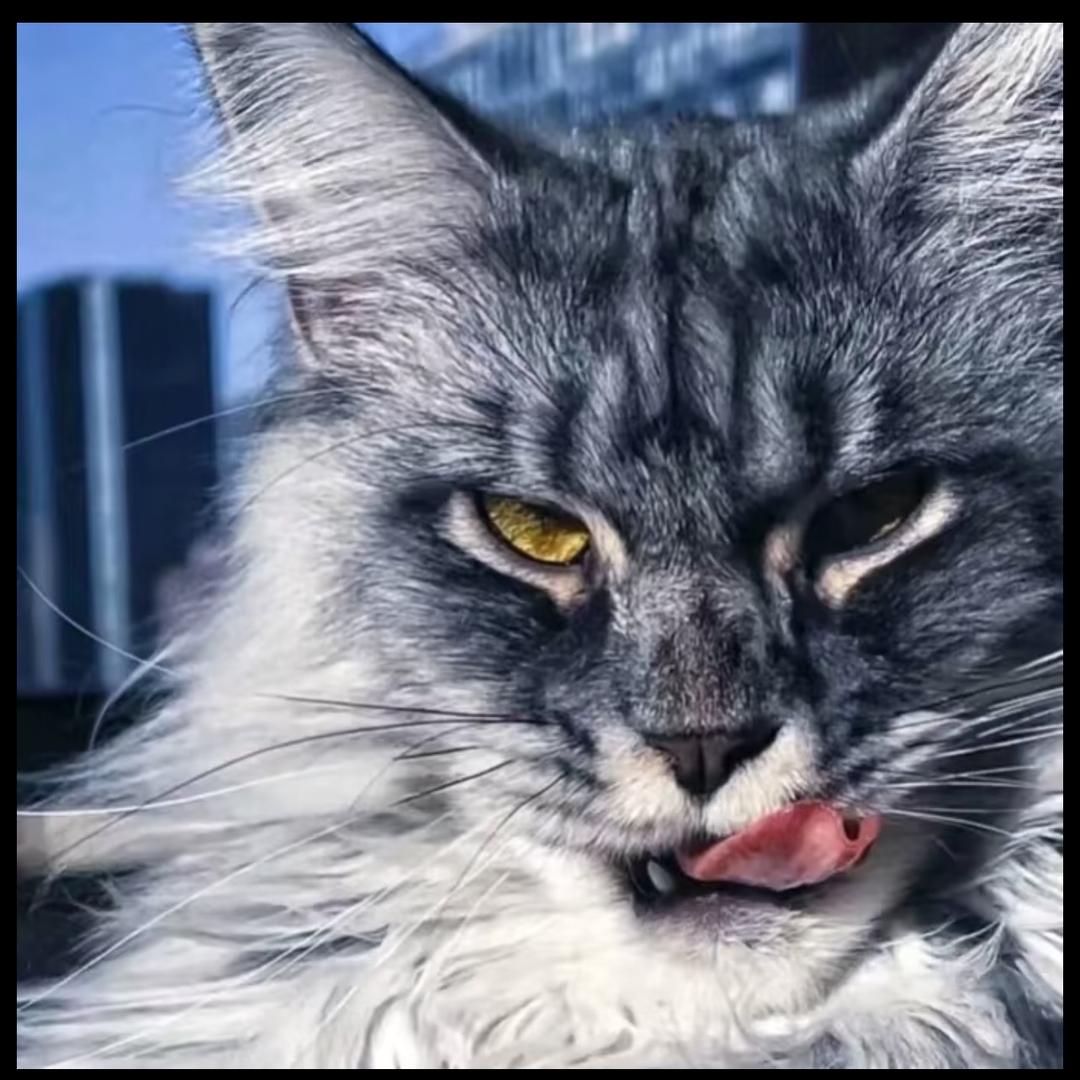 小田家的缅因猫