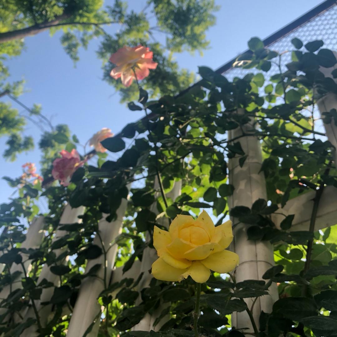 三棵树马上住涂刷服务(北四环居然之家店)