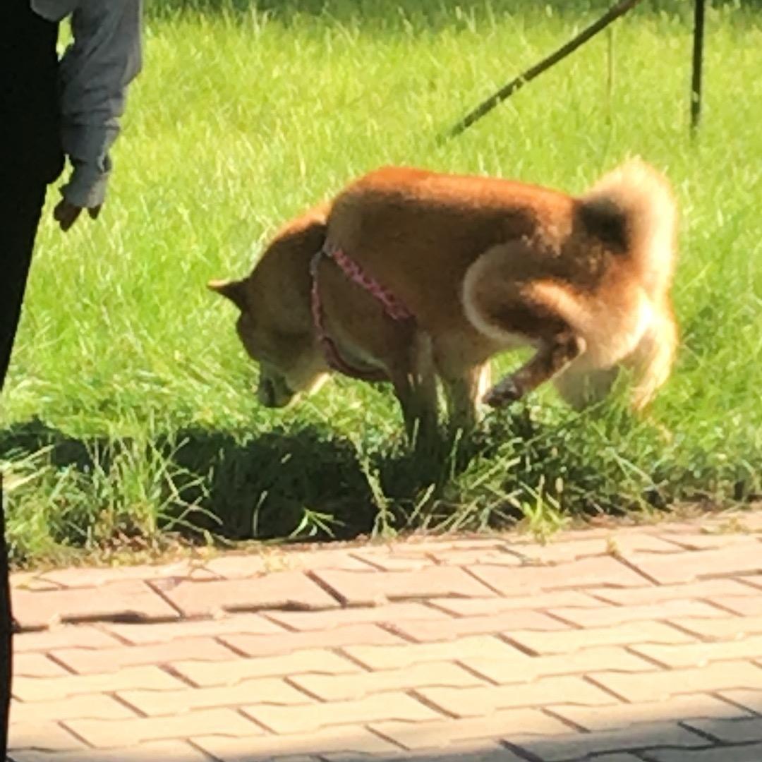 阿轩