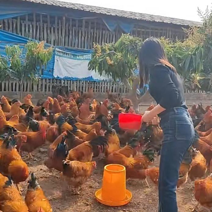 杨姐科学养鸡