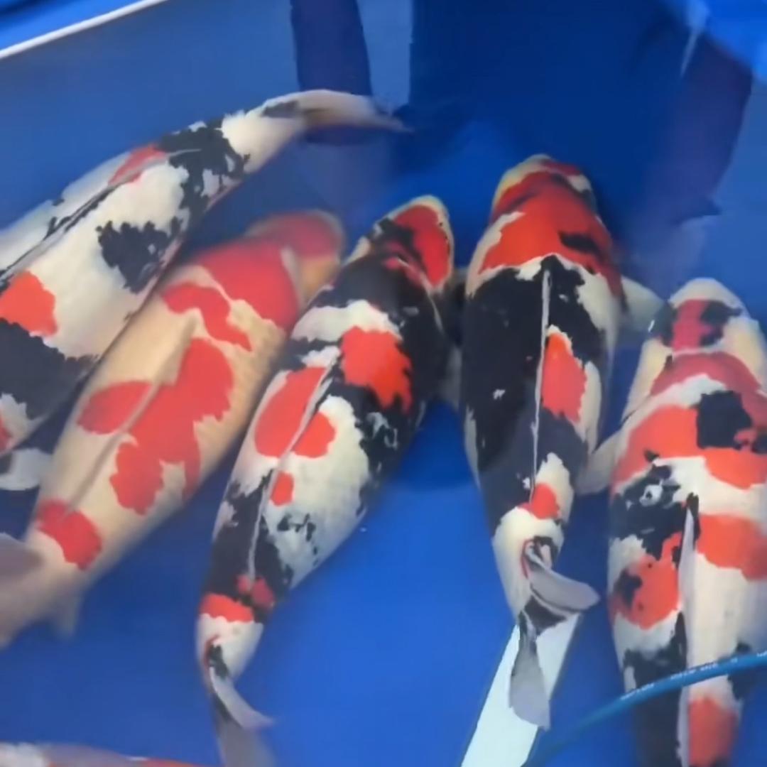 大锦鲤