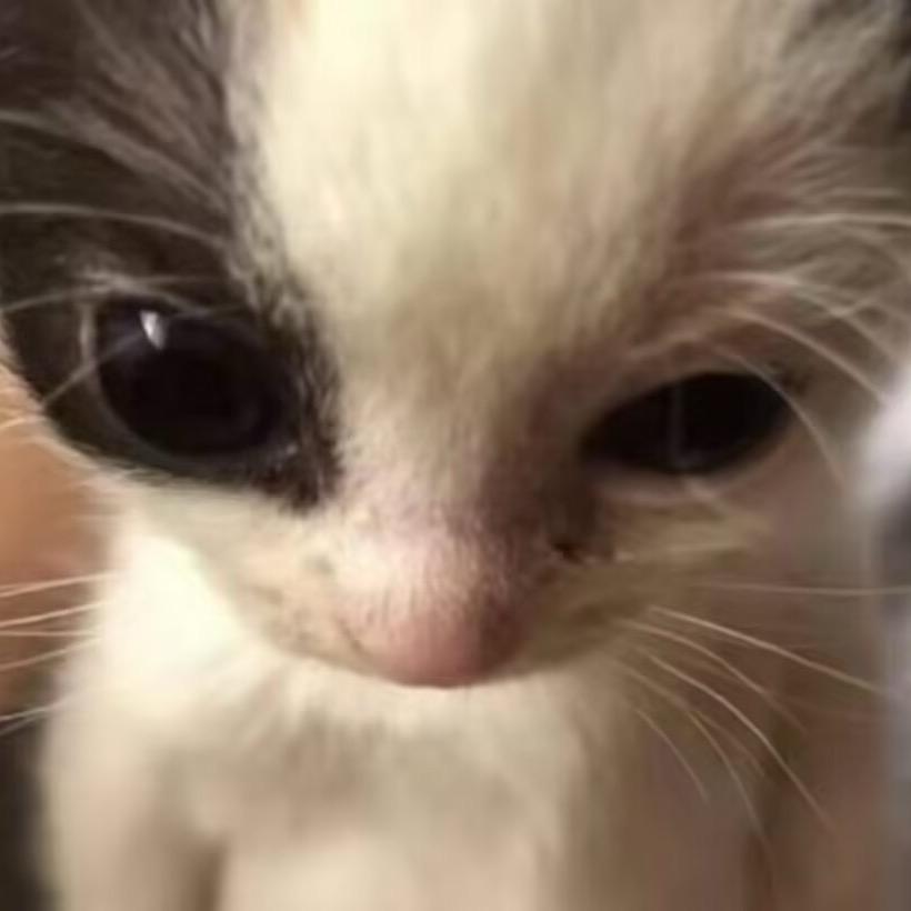 猫猫0
