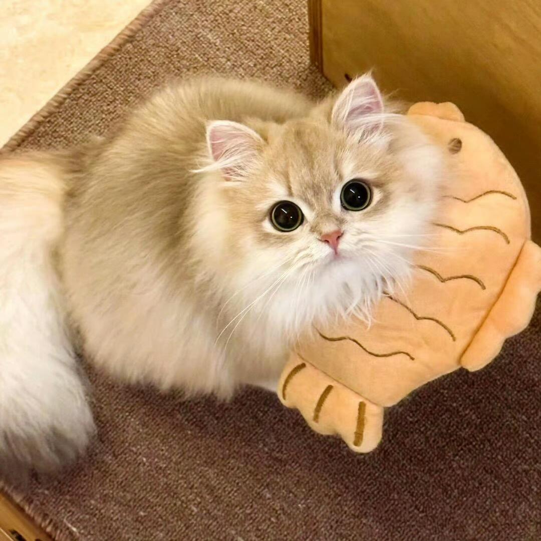 云哇☁️ʕ̯•͡˔•̯᷅ʔ