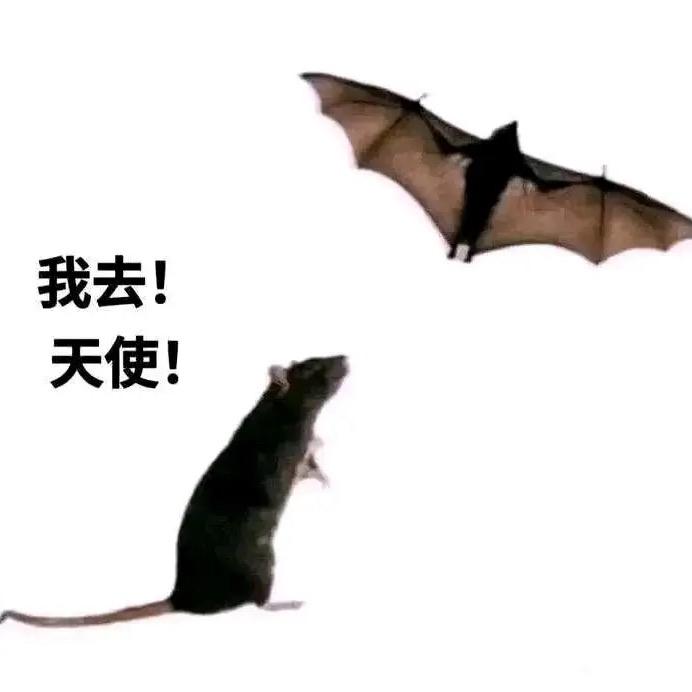 阿拉伯龟苓膏