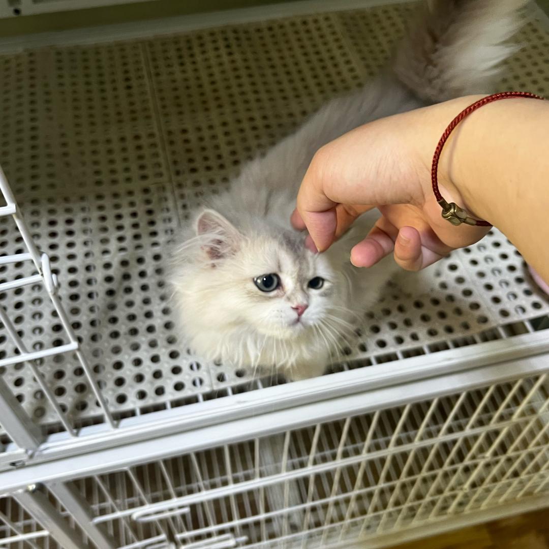 美少吕