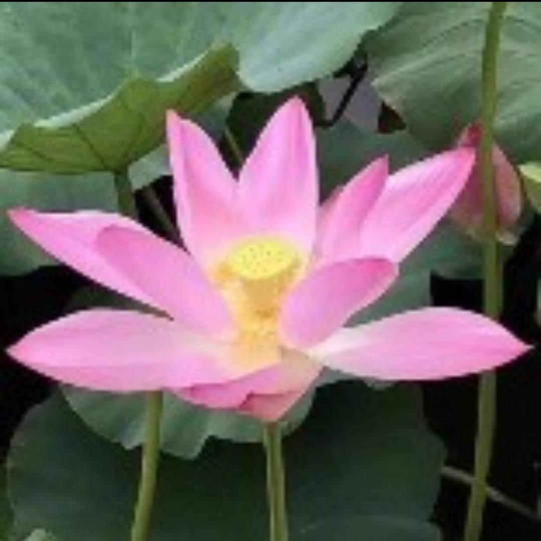 成长୧⍤⃝👌🥀ζั不忘初心