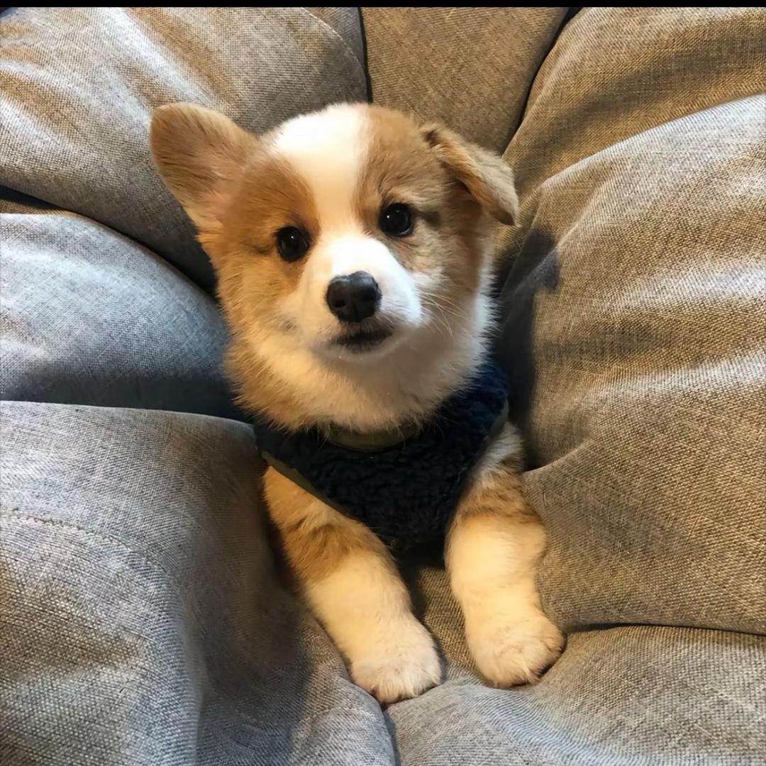 偷玩原神被舍友打成哈夫币