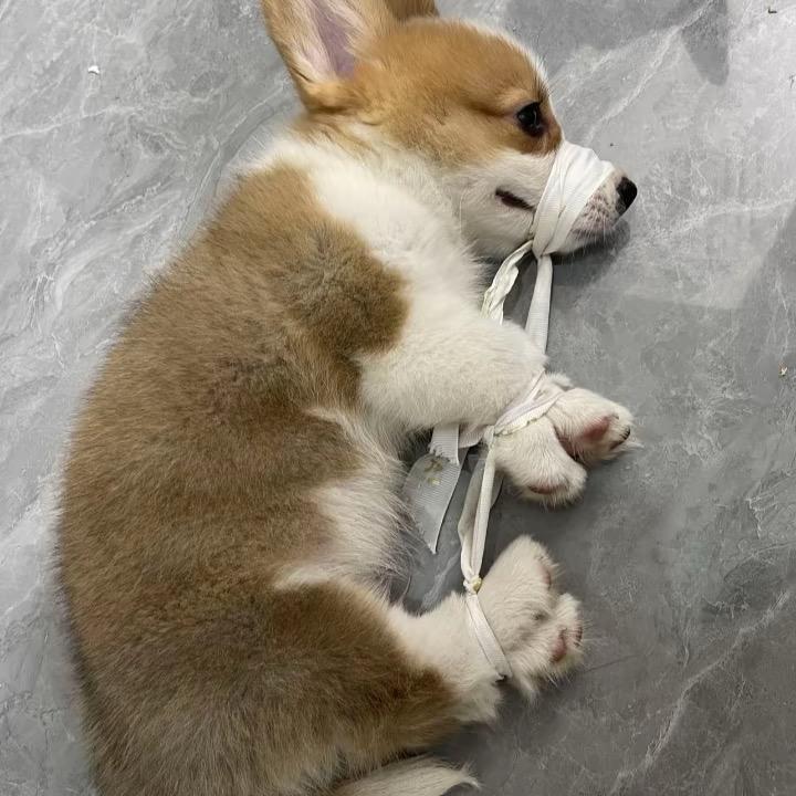 天下第一靓仔