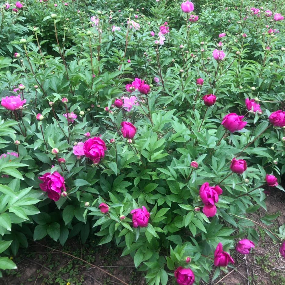 🐝 曼励¹¹⁹⁸🍀