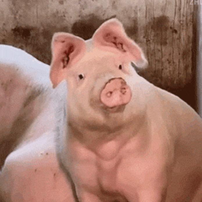 一只肥猪猪🐷