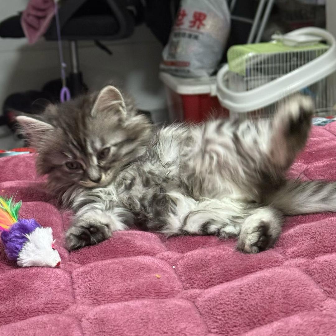 钱钱是只小馋猫