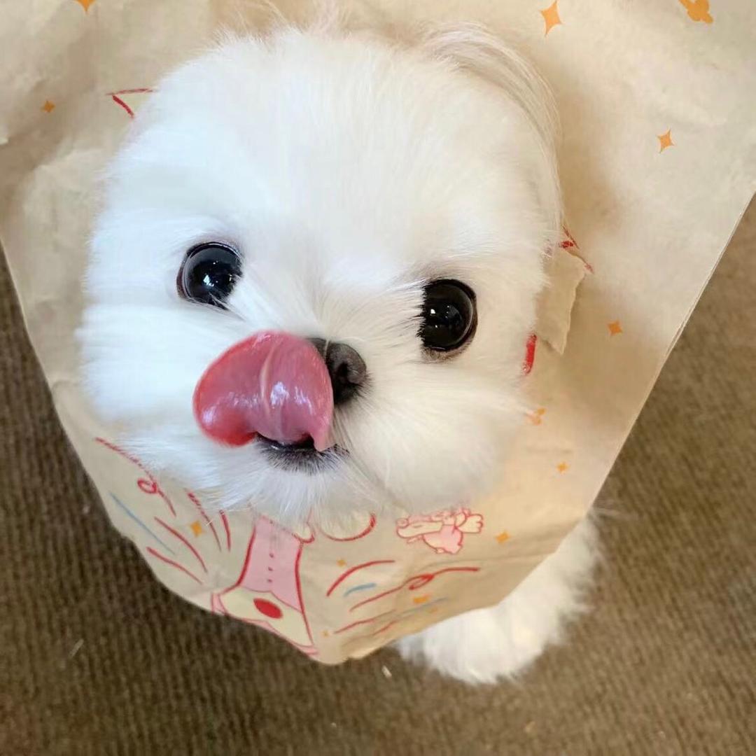 puppy