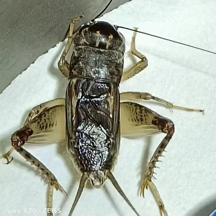 辛集小赵蟋蟀团队