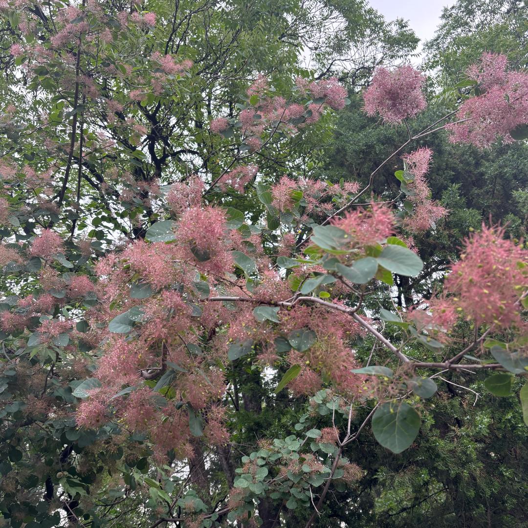 小厉害
