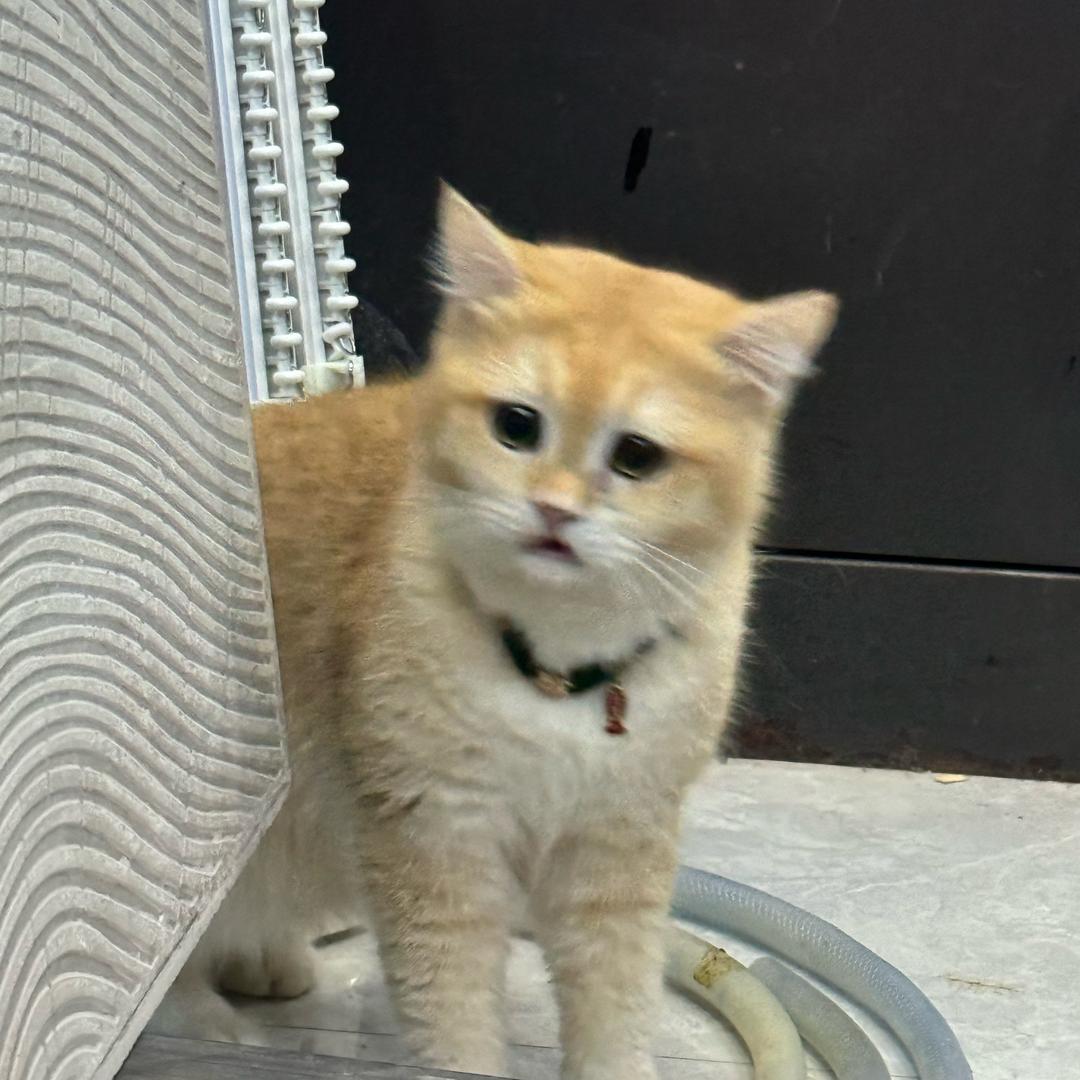老六游戏